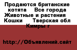 Продаются британские котята  - Все города Животные и растения » Кошки   . Тверская обл.,Кимры г.